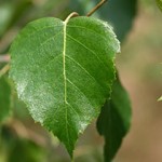 hoja-abedul