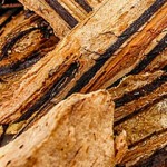 palo-vibora-cyathea-divergens