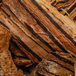 palo-vibora-cyathea-divergens-blog