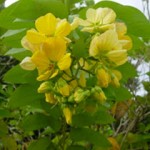 paraca-cassia-skinneri-