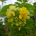 paraca-cassia-skinneri