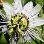 passiflora