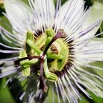 passiflora-blog