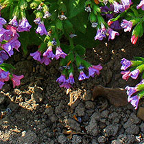 pulmonaria