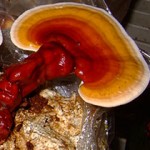 reishi