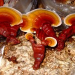 reishi-blog