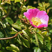 rosa mosqueta