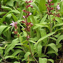salvia aromática