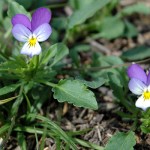 violeta-tricolor-blog