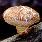 shitake-blog