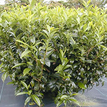 té verde