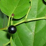 tripas-judas-bejuco-ubi