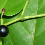 tripas-judas-bejuco-ubi-blog