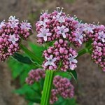 valeriana
