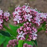 valeriana-blog