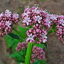 Valeriana balnca