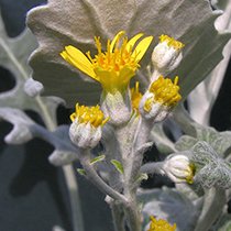 cineraria