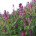 fumaria-palomina-blog