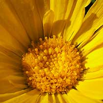 Mercadela / Calendula - Proveeduría de Herbolaria