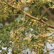 Moringa oleifera